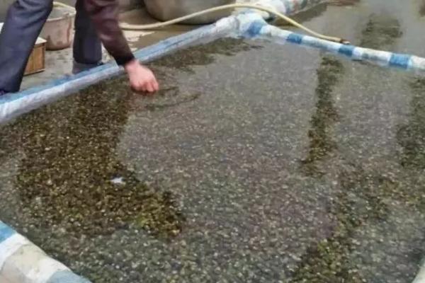 如何养殖田螺,生长温度为20-25℃