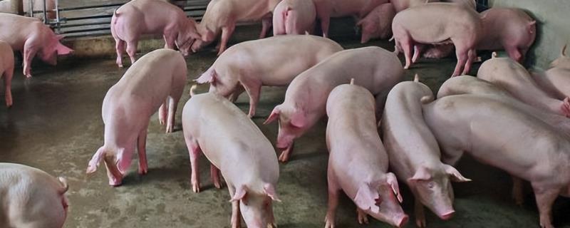 猪为什么不吃食吐黄水趴地上