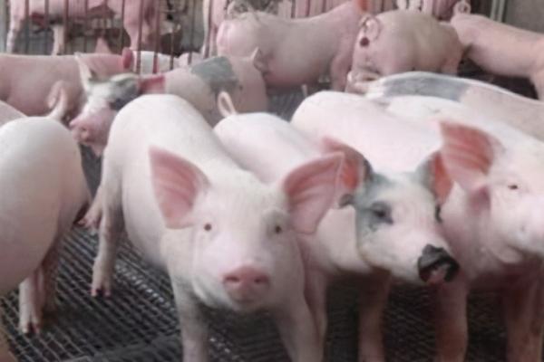 猪为什么不吃食吐黄水趴地上,可能是患有胃炎、胃溃疡等疾病所造成