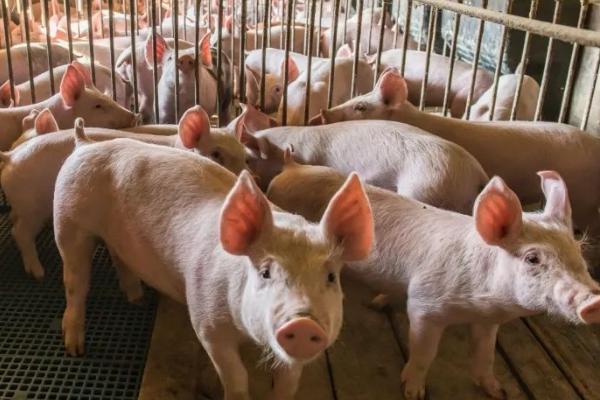 猪为什么不吃食吐黄水趴地上,可能是患有胃炎、胃溃疡等疾病所造成