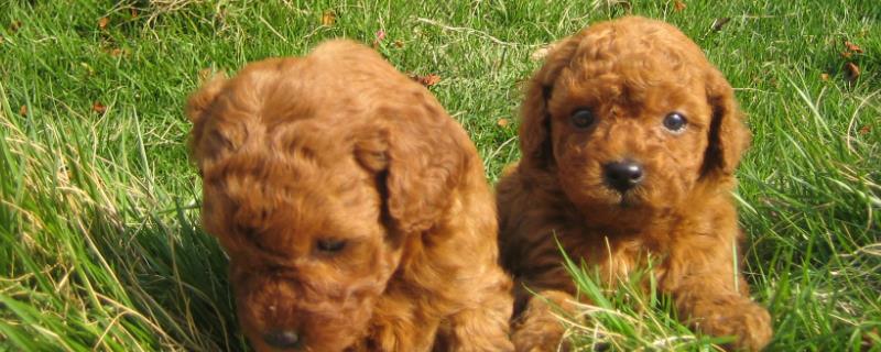 泰迪不做绝育也不配种的后果