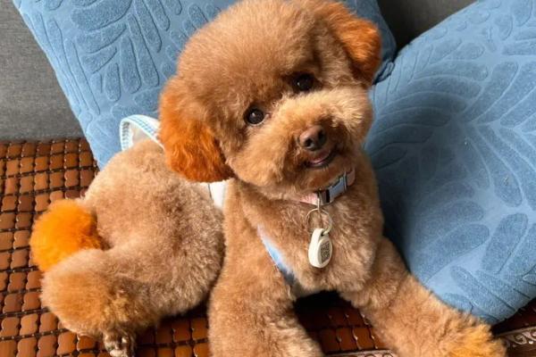 泰迪不做绝育也不配种的后果,会增加走丢和患生殖疾病的风险