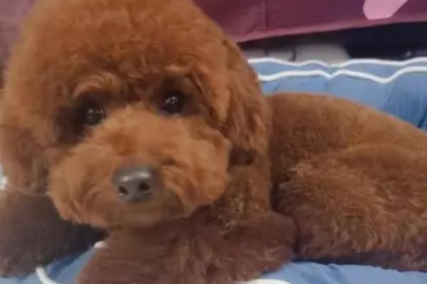 泰迪不做绝育也不配种的后果,会增加走丢和患生殖疾病的风险