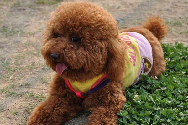 泰迪不做绝育也不配种的后果,会增加走丢和患生殖疾病的风险