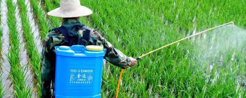 恶霉灵如何灌根