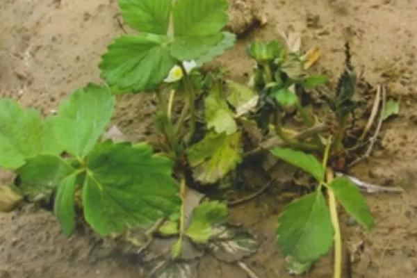 草莓黄萎病,主要危害叶片