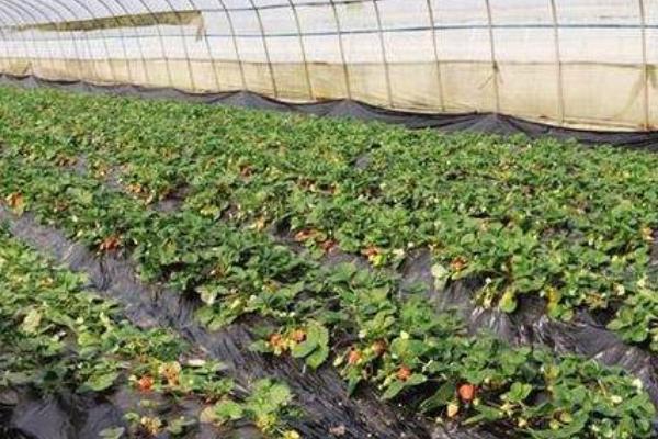 草莓黄萎病,主要危害叶片