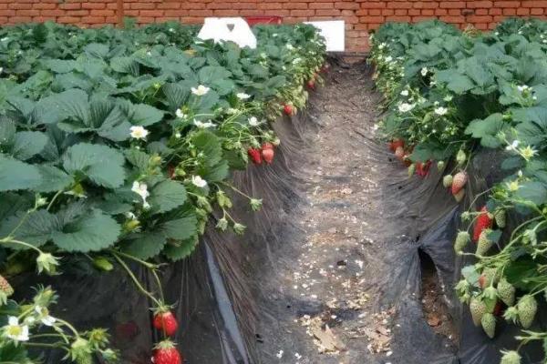 草莓黄萎病,主要危害叶片