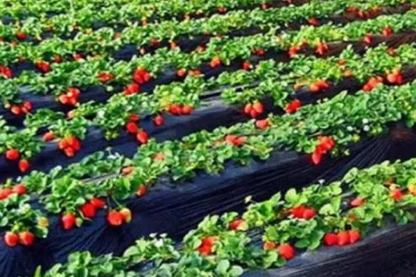 草莓黄萎病,主要危害叶片