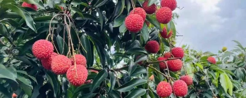 荔枝用种子怎么种