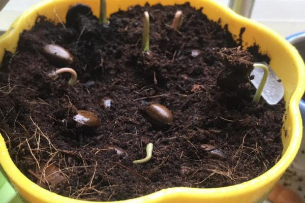 荔枝用种子怎么种,种植前需要浸种4-6天