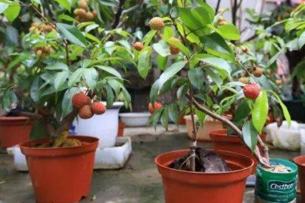 荔枝用种子怎么种,种植前需要浸种4-6天