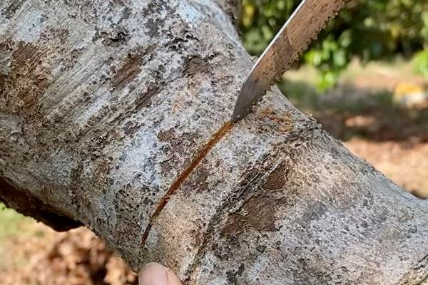 荔枝用种子怎么种,种植前需要浸种4-6天