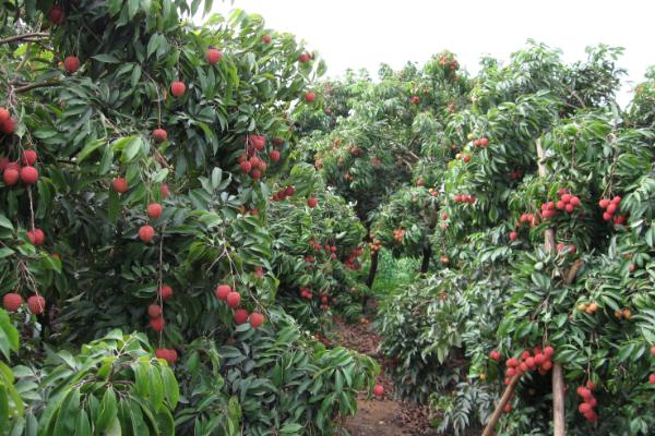 荔枝用种子怎么种,种植前需要浸种4-6天
