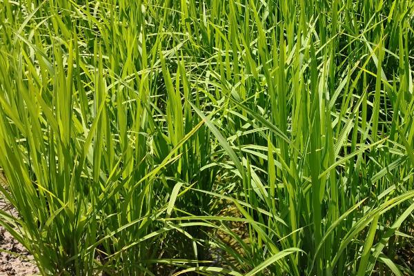 津原U999水稻种子特征特性，4月上中旬播种