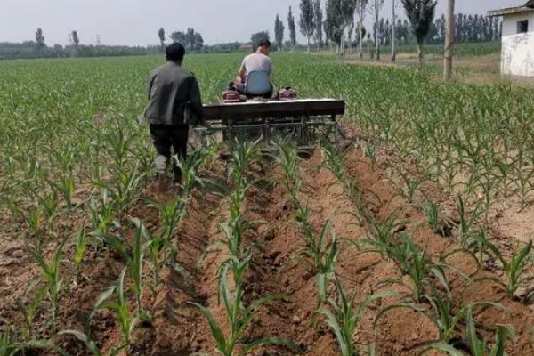 QK1341玉米种子介绍，适宜密度为3000株/亩左右