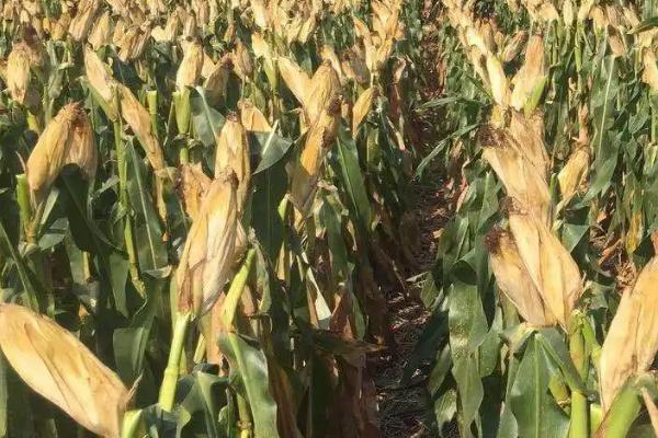 QK1341玉米种子介绍，适宜密度为3000株/亩左右