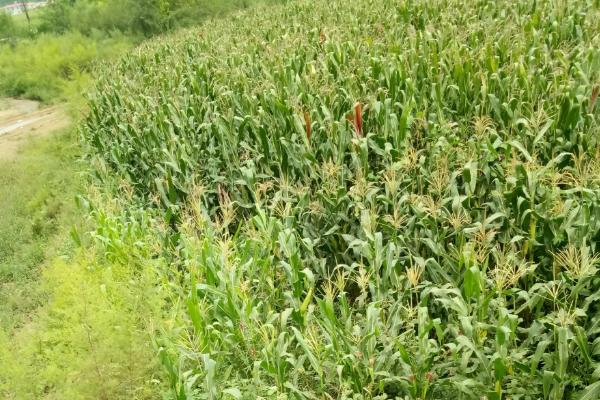 QK1341玉米种子介绍，适宜密度为3000株/亩左右