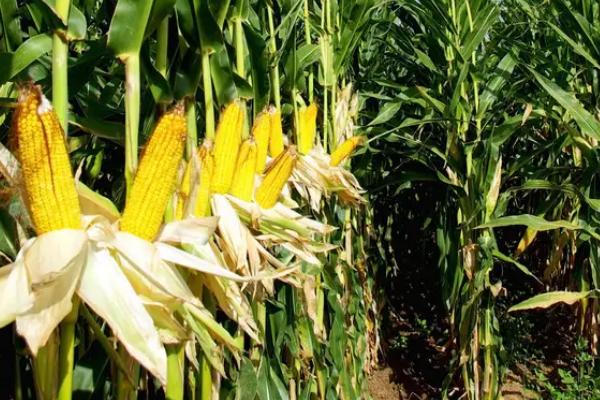 太行糯206玉米种简介，中抗大斑病