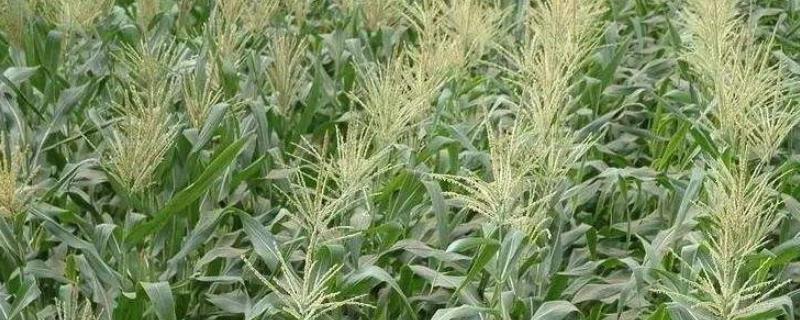 伟科818玉米种简介