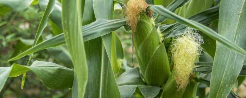 伟科932玉米种子简介