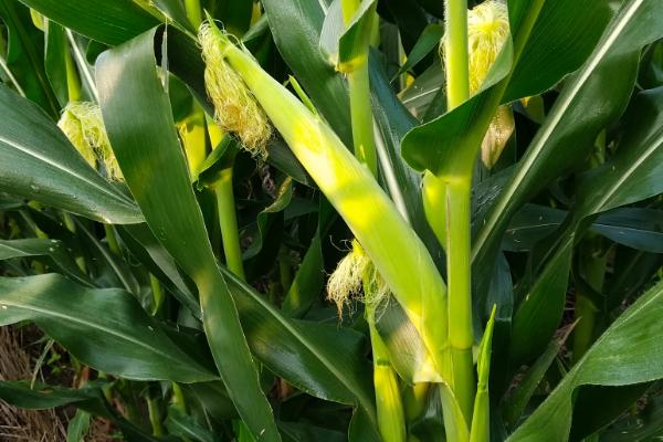 伟科932玉米种子简介，播种时采用等行距60厘米