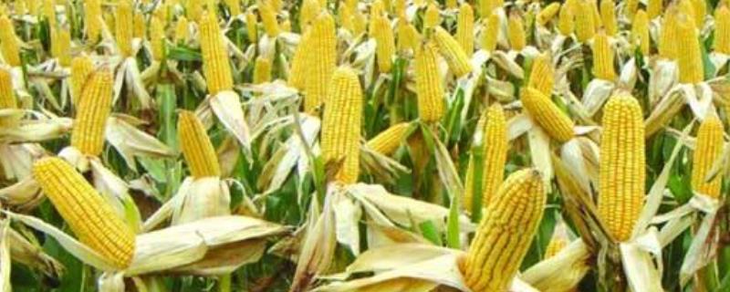 春淼308玉米种子简介