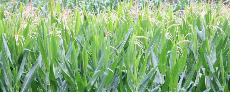 惠单1618玉米种简介