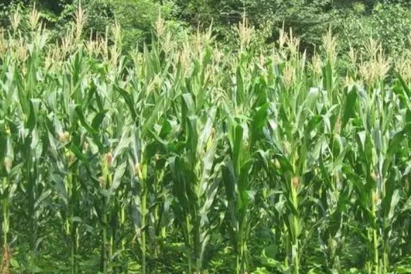 惠单1618玉米种简介，适宜密度为4000株/亩左右