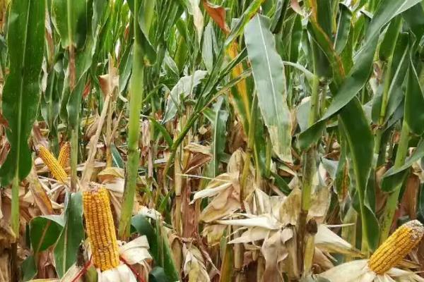 天沣188玉米品种的特性，中抗禾谷镰孢穗腐病