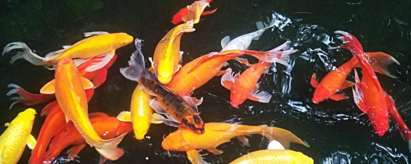 锦鲤尾巴出现血丝如何处理