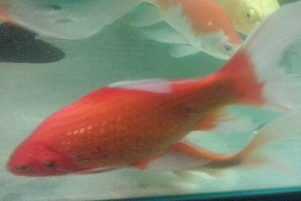 锦鲤尾巴出现血丝如何处理,需根据实际情况采取对应措施