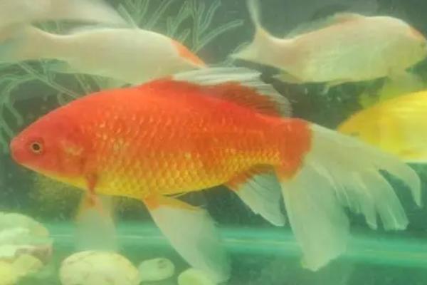 锦鲤尾巴出现血丝如何处理,需根据实际情况采取对应措施