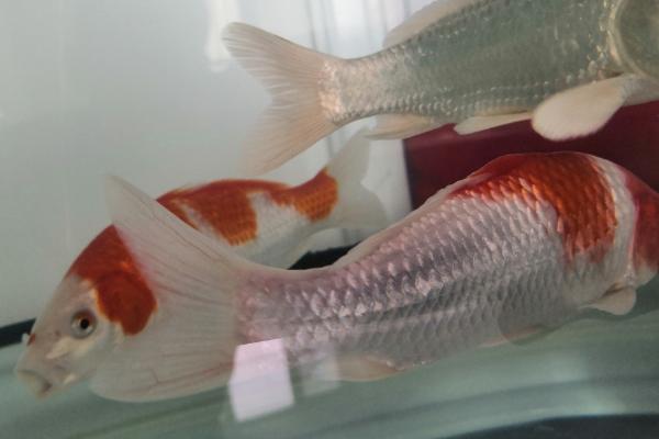 锦鲤尾巴出现血丝如何处理,需根据实际情况采取对应措施