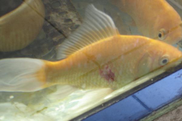 锦鲤尾巴出现血丝如何处理,需根据实际情况采取对应措施