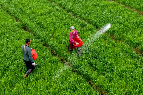 小麦追肥时间,多在冬前追施