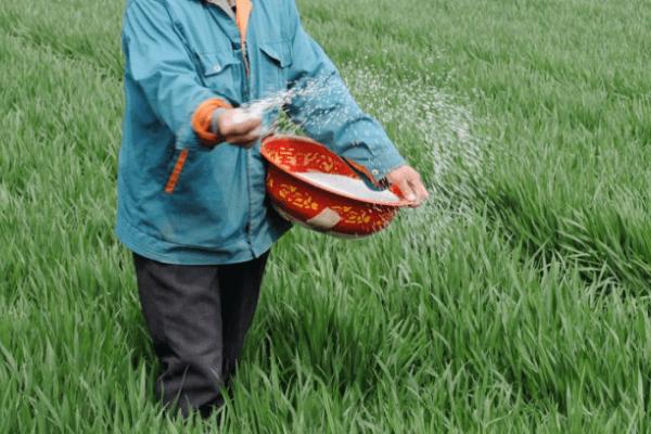 小麦追肥时间,多在冬前追施