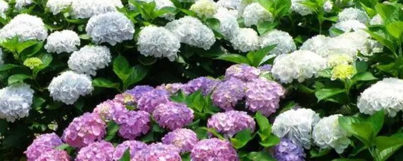 绣球花有毒吗