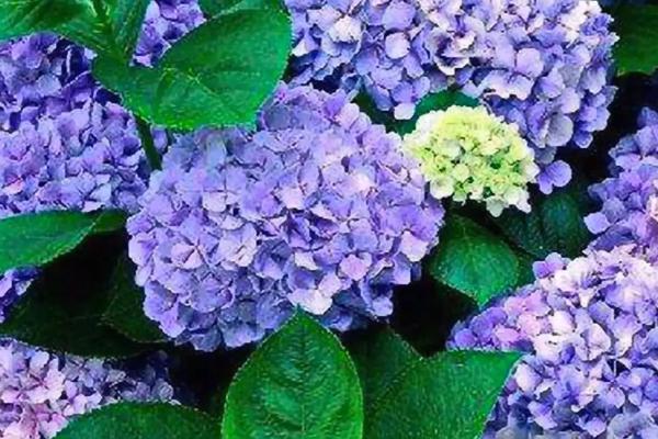 绣球花有毒吗,全株均具有毒性