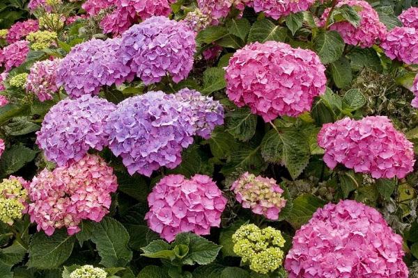 绣球花有毒吗,全株均具有毒性