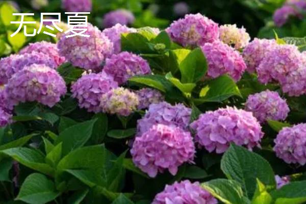 绣球花有毒吗,全株均具有毒性