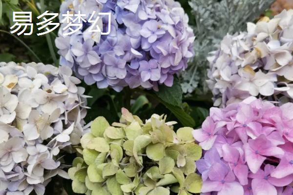 绣球花有毒吗,全株均具有毒性