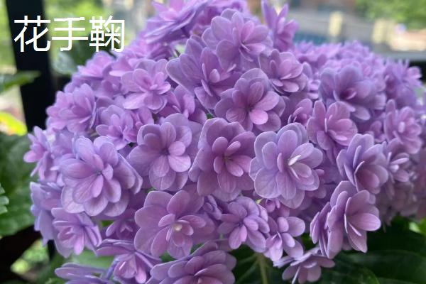 绣球花有毒吗,全株均具有毒性