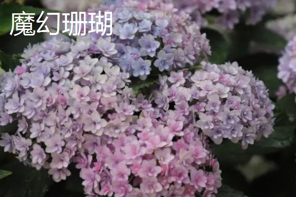 绣球花有毒吗,全株均具有毒性
