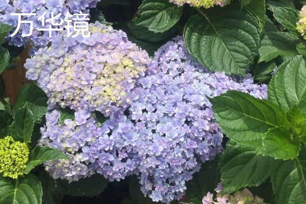 绣球花有毒吗,全株均具有毒性