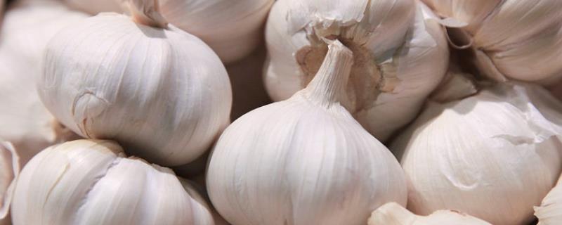 大蒜中后期怎么管理