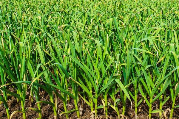 大蒜中后期怎么管理,无病地块要浇足水、追施足够的复合肥