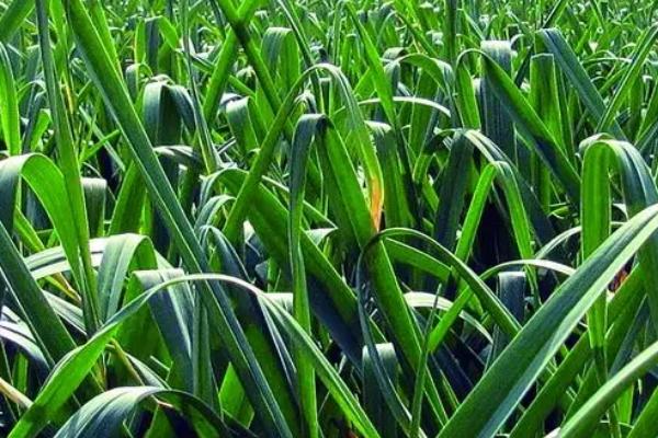 大蒜中后期怎么管理,无病地块要浇足水、追施足够的复合肥