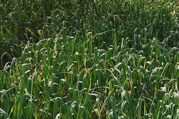 大蒜中后期怎么管理,无病地块要浇足水、追施足够的复合肥