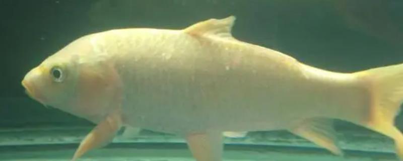 芥子锦鲤能成为带头大哥的原因